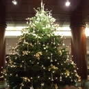 christmas trees photography contest